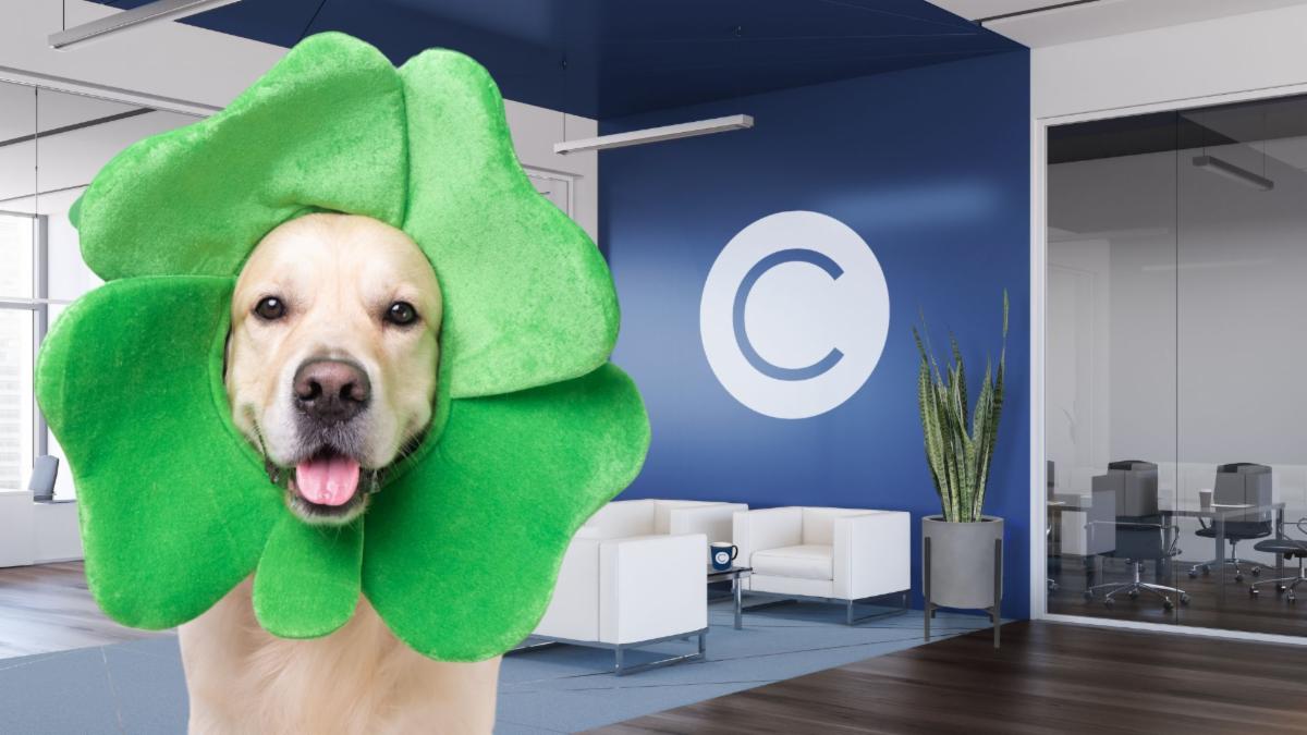 Office background featuring a white circle on a blue wall with a "C" for CONSTANT, two white chairs, and a plant. Golden retriever dog wearing four leaf clover headpiece on left side.